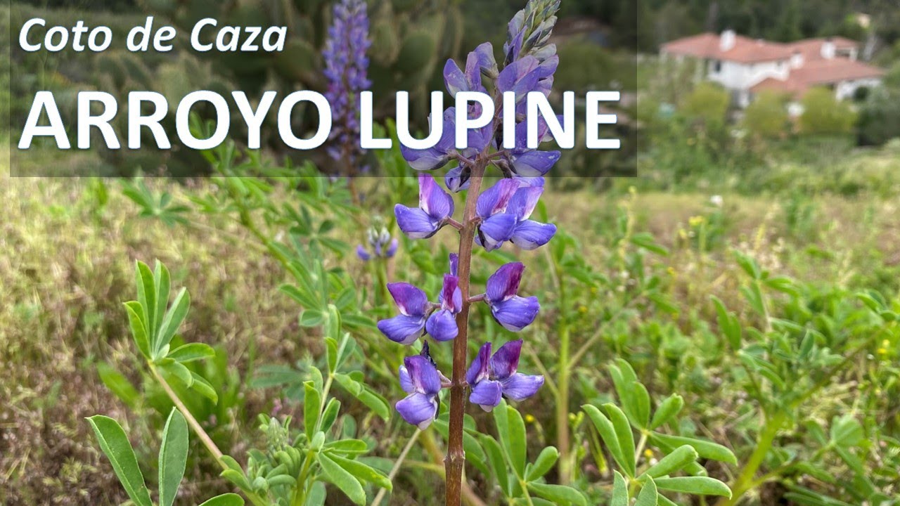 ARROYO LUPINE California Wildflowers, Lupinus succulentus, Succulent lupine, Hollowleaf lupine
