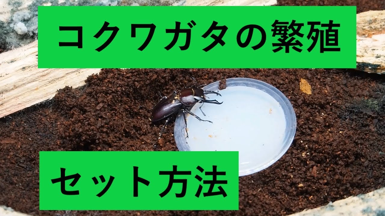 コクワガタの繁殖セットしてみました