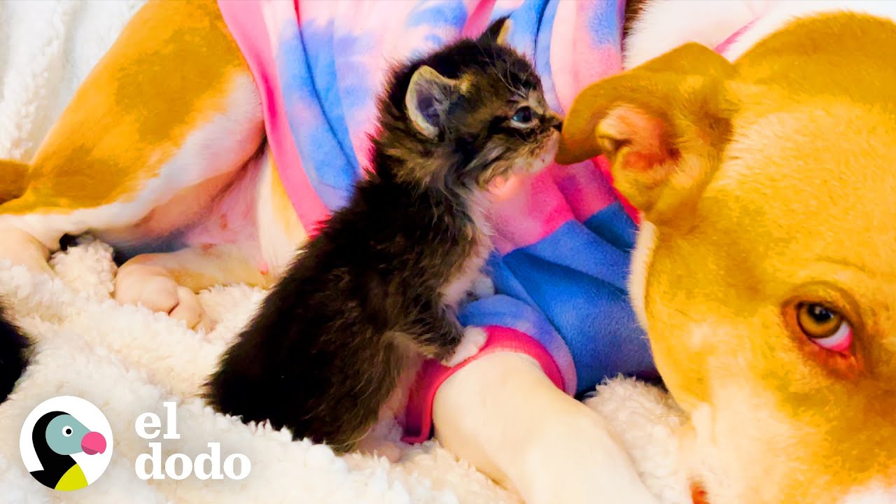 Pitbull deja que los gatitos adoptivos la amamanten | Puro Pitbull | El Dodo