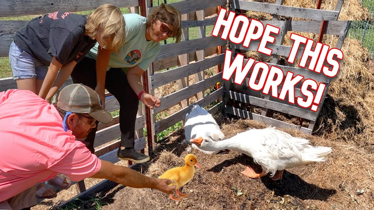 Will Sneaking Baby Goslings Under Our Goose Work??? Let’s Find Out.