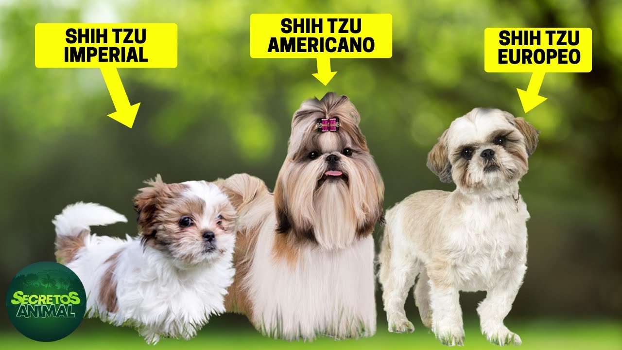 8 Tipos De Shih Tzu: ¿cuál Es El Tipo Más Raro De Shih Tzu?