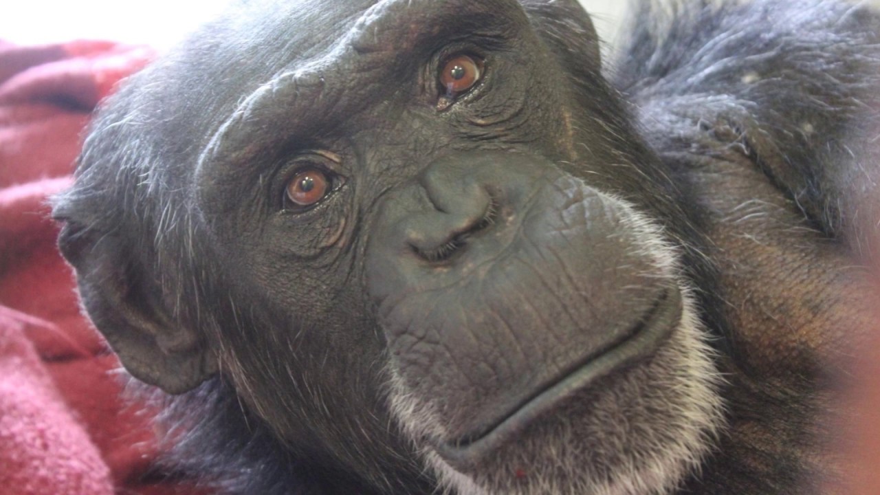 Fall in Love with Foxie Chimpanzee