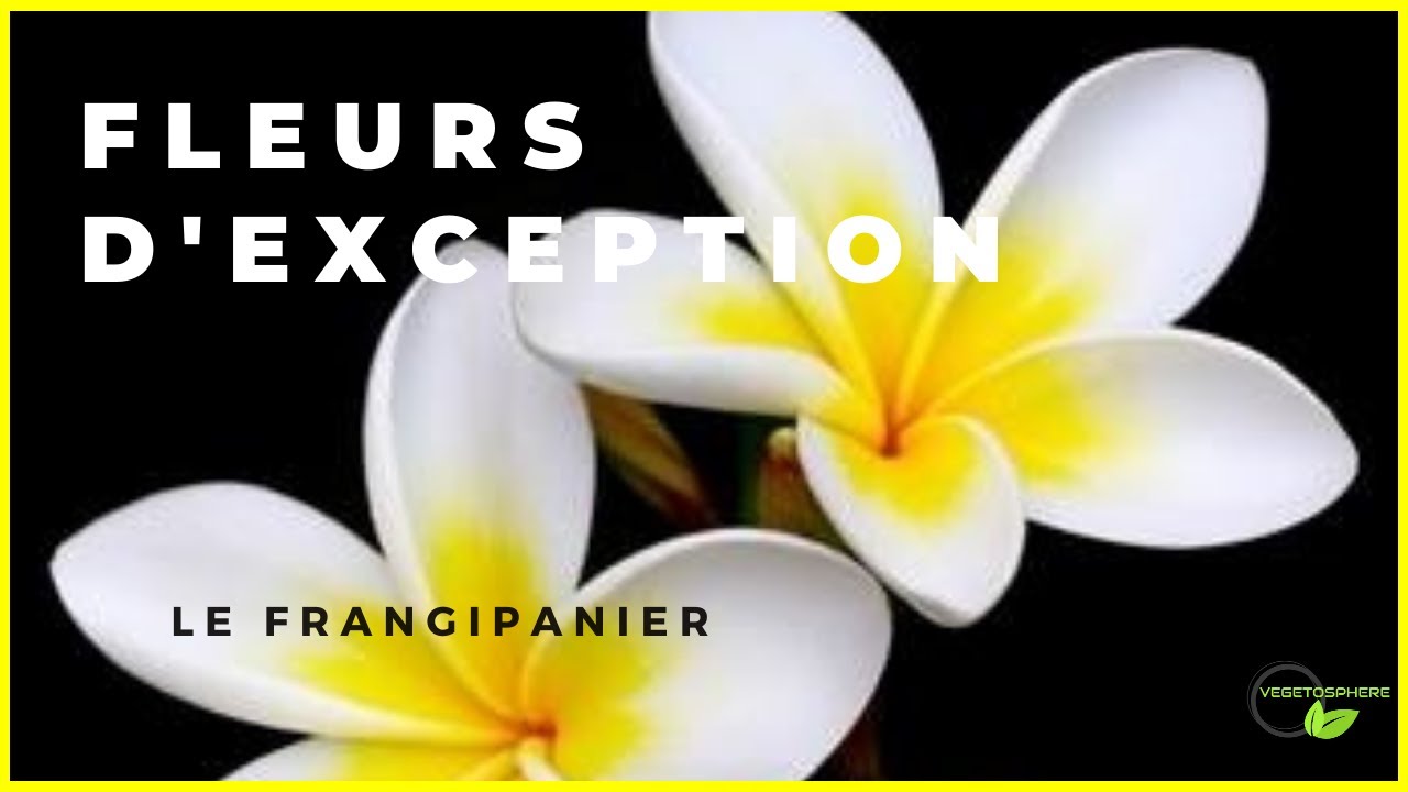 Le Frangipanier #frangipanier #vegetosphere #tropical #vegetosphere