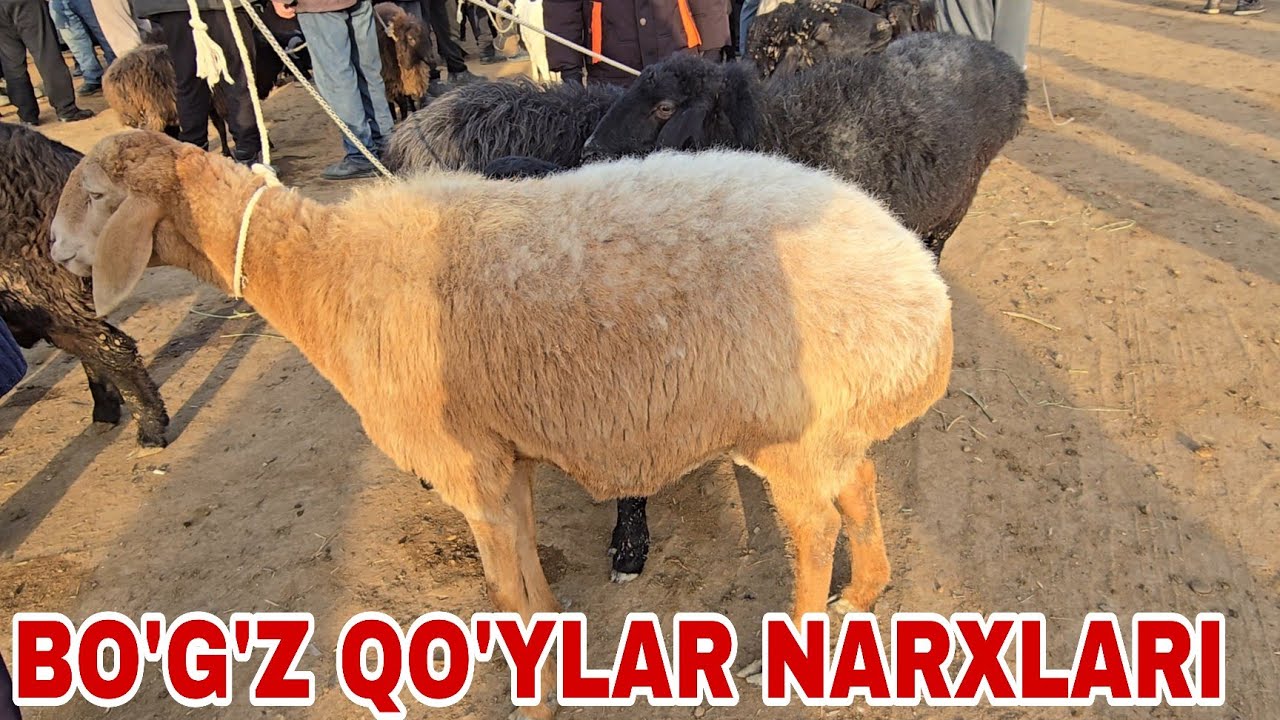 G'ijduvon mol bozori bo'g'oz va ona bola qo'ylar narxlari25 февраля 2026 г.
