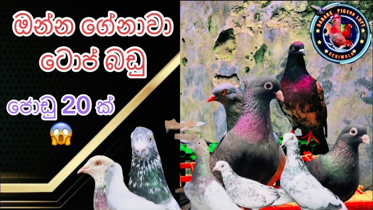 ඔන්න අලුත් සේට් එක 😱🥵