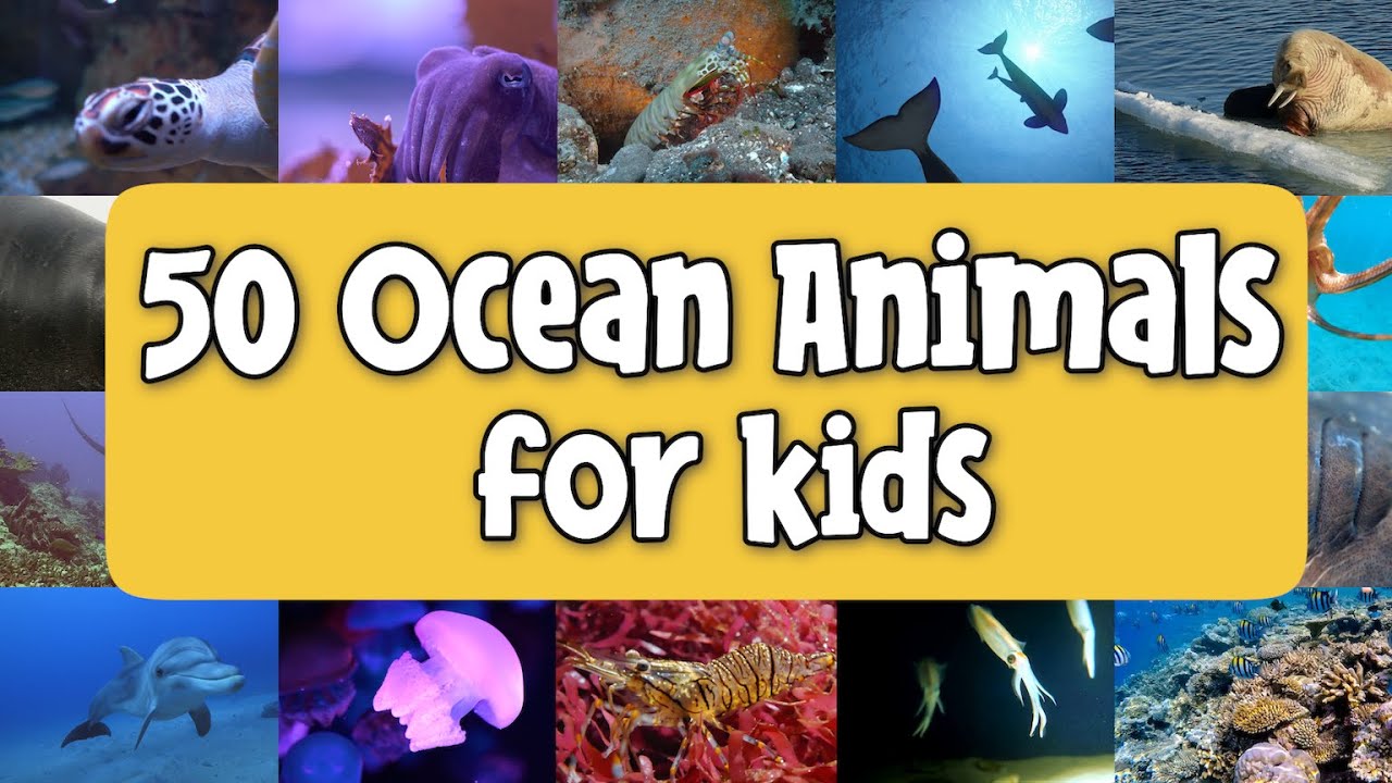 50 морских животных для детей | Изучаем названия морских животных | Виды животных | Изучаем морск...
