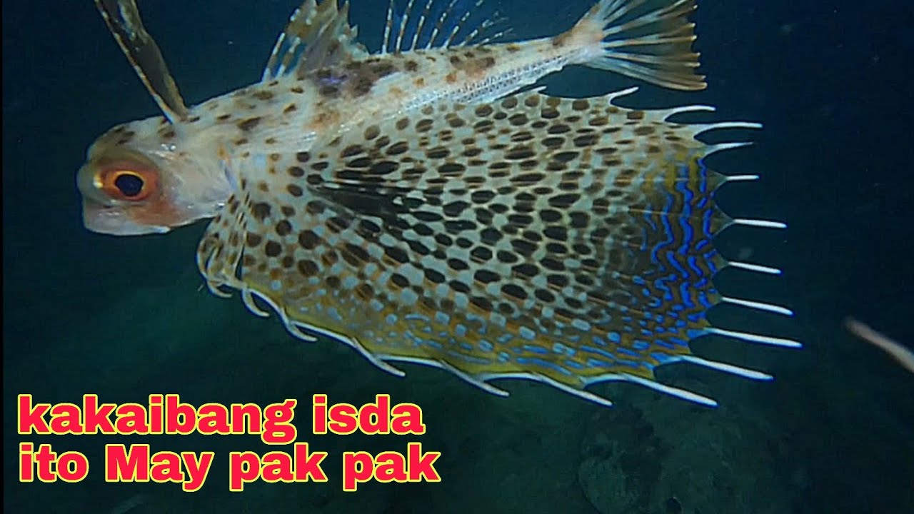 ep623 Dive2 wow  kakaibang isda ito May pak pak at palong