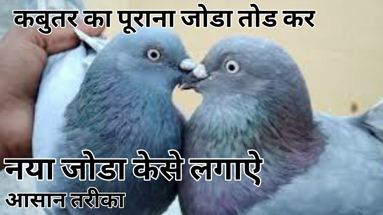 || Kabutaro ka purana joda todakar naya joda kese lagaye ||