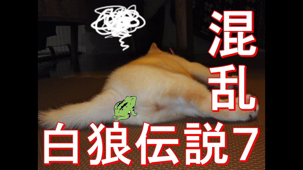 白狼伝説７【Legend of The White Wolf】白柴の子犬として生まれた「白狼はな」の物語