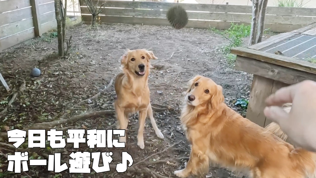 【ゴールデンレトリバーとの生活】いつも通り笑わせて癒してくれる平和な１日♪