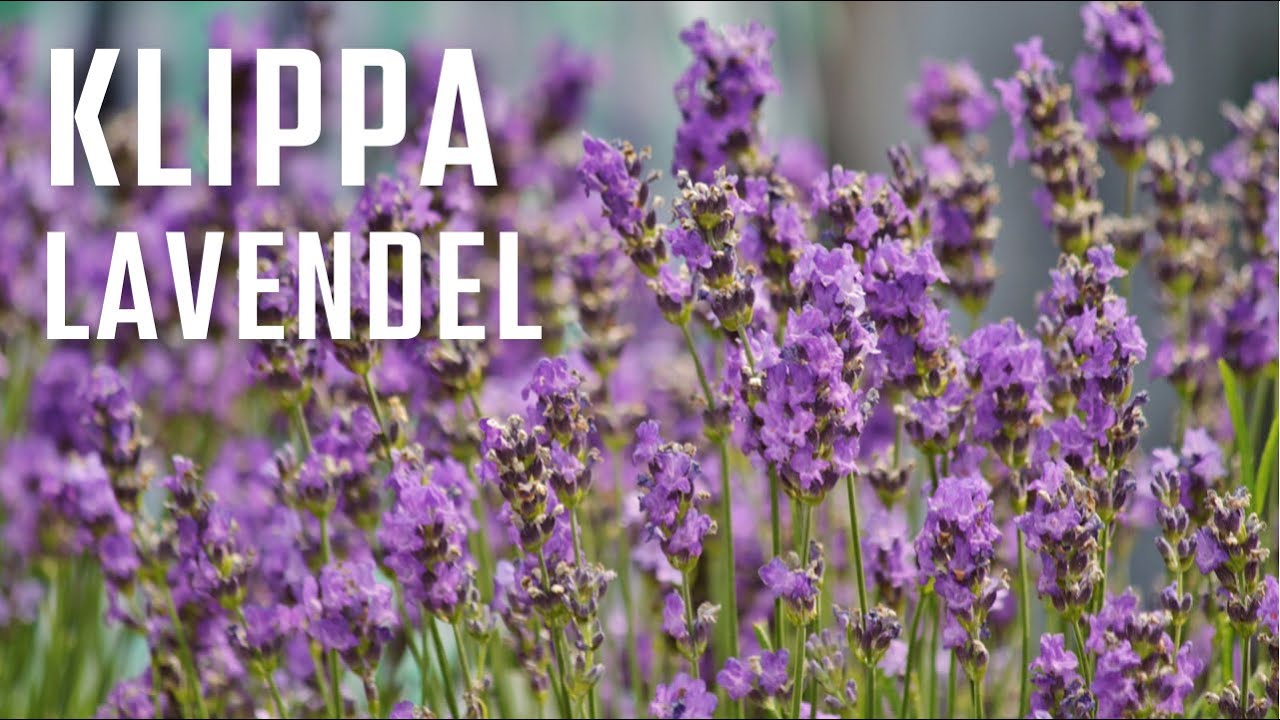 Hur jag klipper lavendel