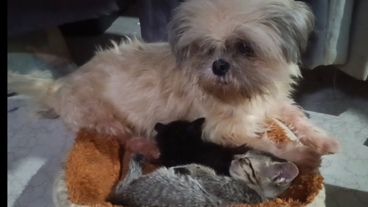 ASONG GUSTONG MAG ALAGA NG PUSA. #dog #cat #kitten #pets 