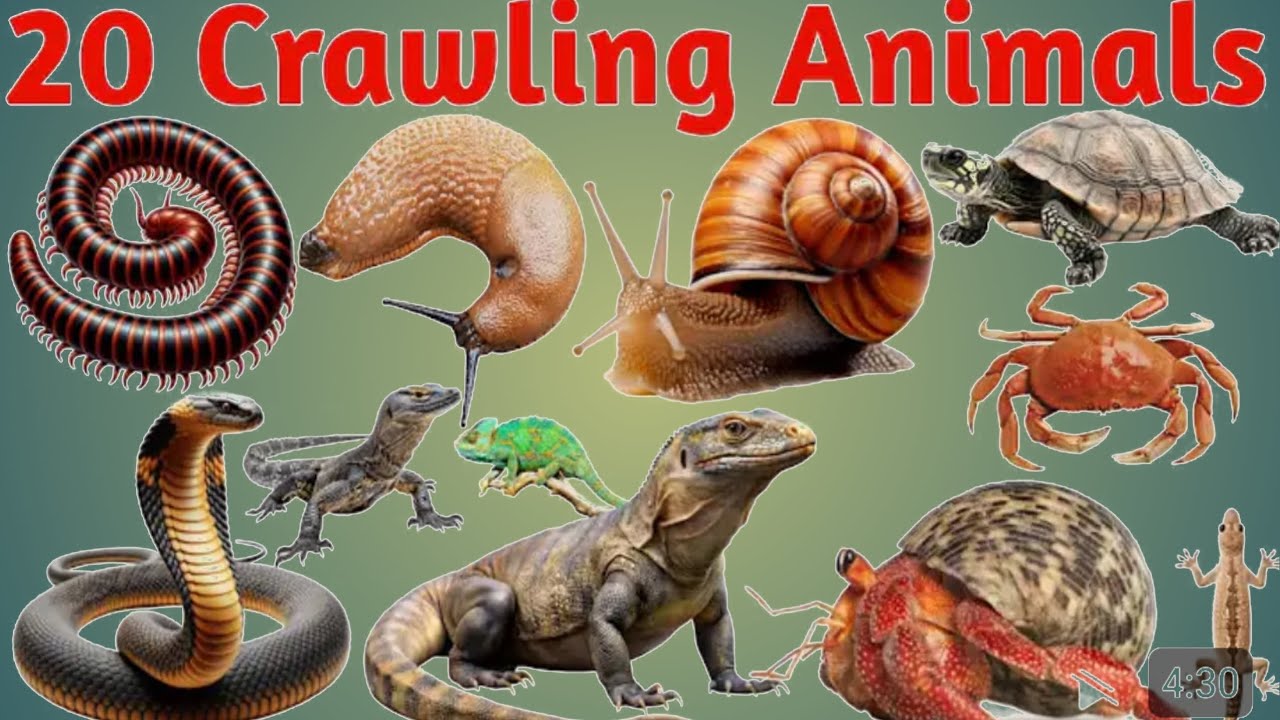 रेंगने वाले जानवरों के नाम | Crawling Animals Name for Kids | Learn 20 Crawling Animals in English