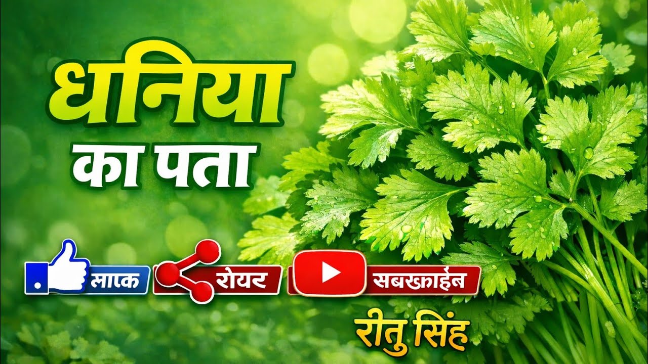  ghar ka dhaniya ka patt #subscribe my YouTube channel #long video 📷 #like#comments @nehasharma-u2w