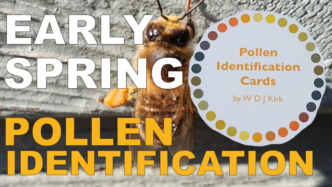 EARLY SPRING POLLEN IDENTIFICATION