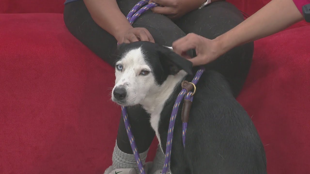 Stardust is the sweetest pup you'll ever meet and she needs a home