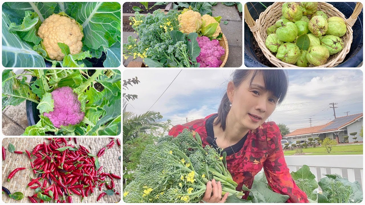 Thu Hoạch Ổi Thái Vuông, Ớt Chỉ Thiên, Bông Cải Xanh, Vàng Và Dạo Vườn Cây Sau Nhà LB.