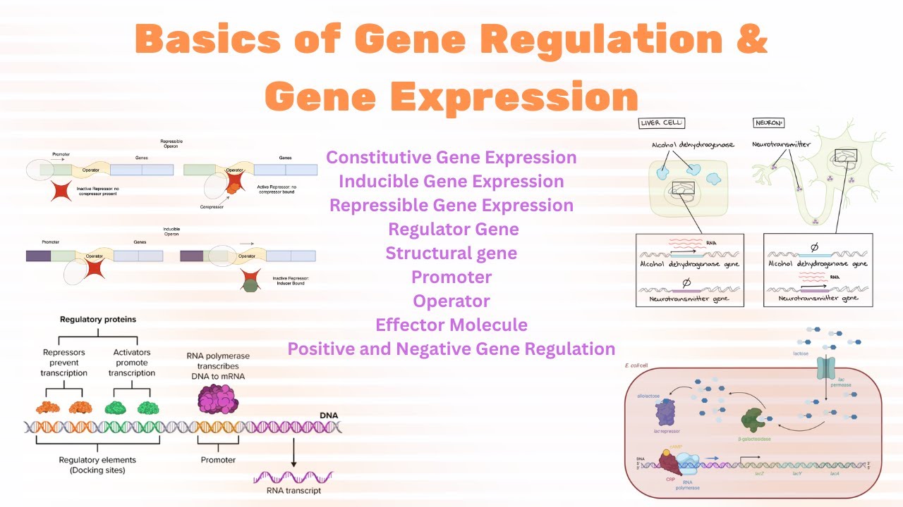 Basics of Gene Regulation | Inducible & Repressible System | Positive & Negative Regulation