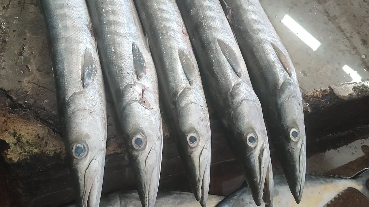 fish rates 02/09/23 latest fish price update fish market karachi fisheries
