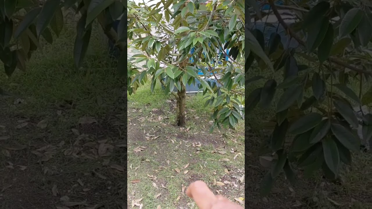 Memilih merawat  pohon durian secara organik??