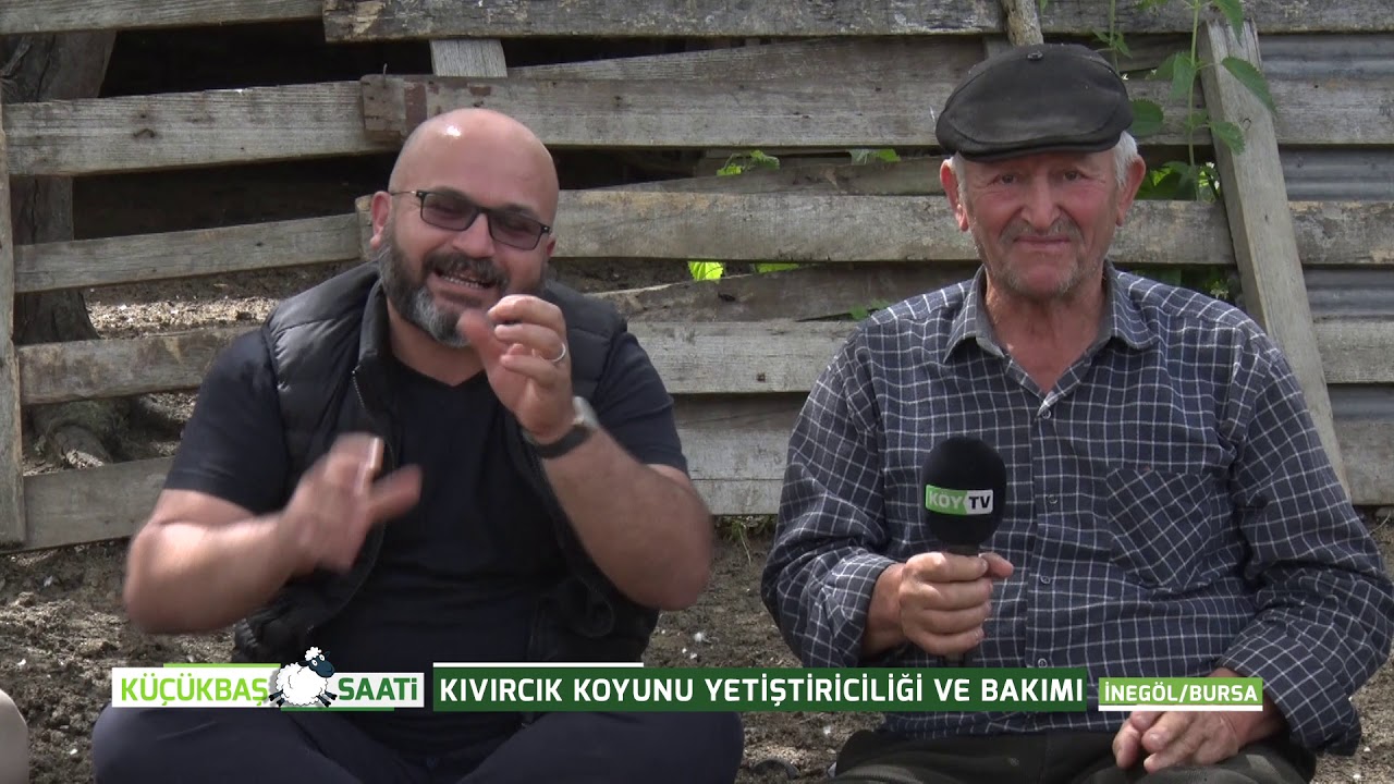 KÜÇÜKBAŞ SAATİ | KIVIRCIK KOYUNU YETİŞTİRİCİLİĞİ VE  BAKIMI