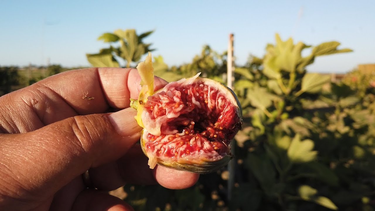 Purple Jordan Fig