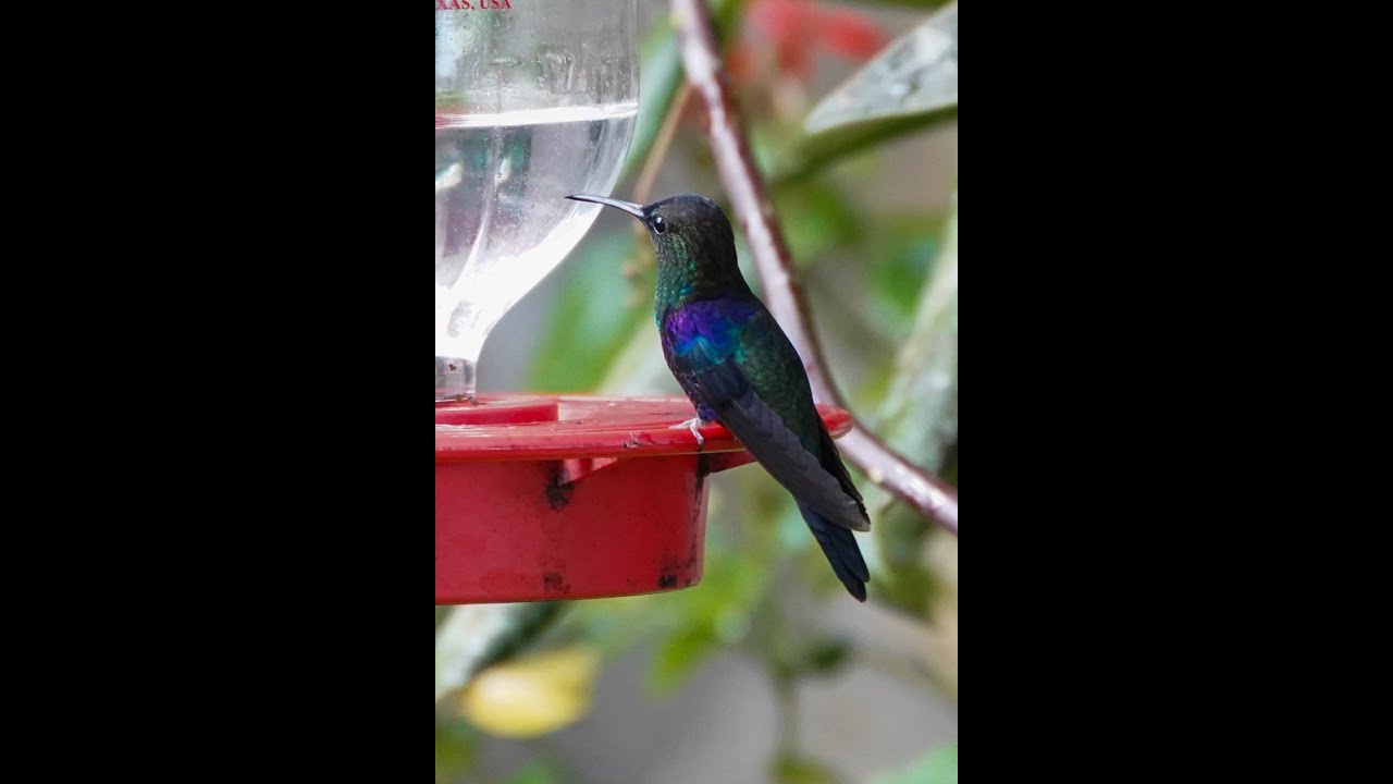 Hummingbird Wars: Crowned Woodnymphs vs Bronze‑tailed Plumeleteers
