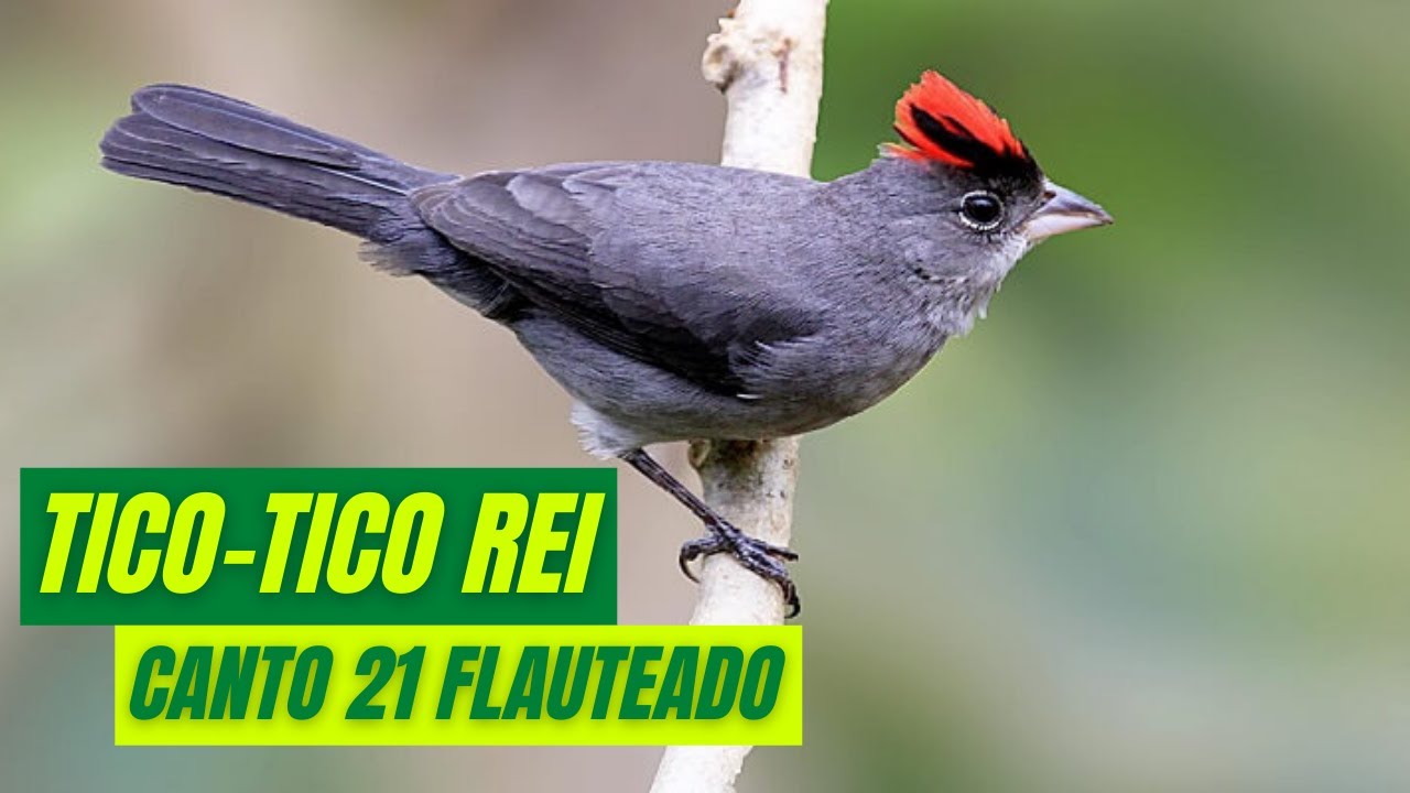 Canto Tico-Tico Rei (galinho-da-serra, abre-e-fecha, cravina, maria-fita) - Canto 21 flauteado!!!