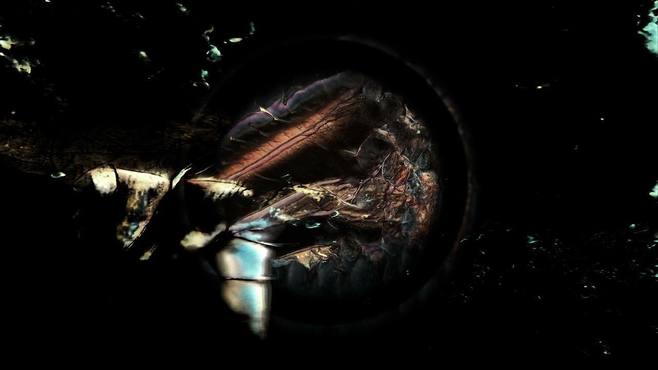 Throwing Snow - Dragons (Official Video) [Houndstooth]
