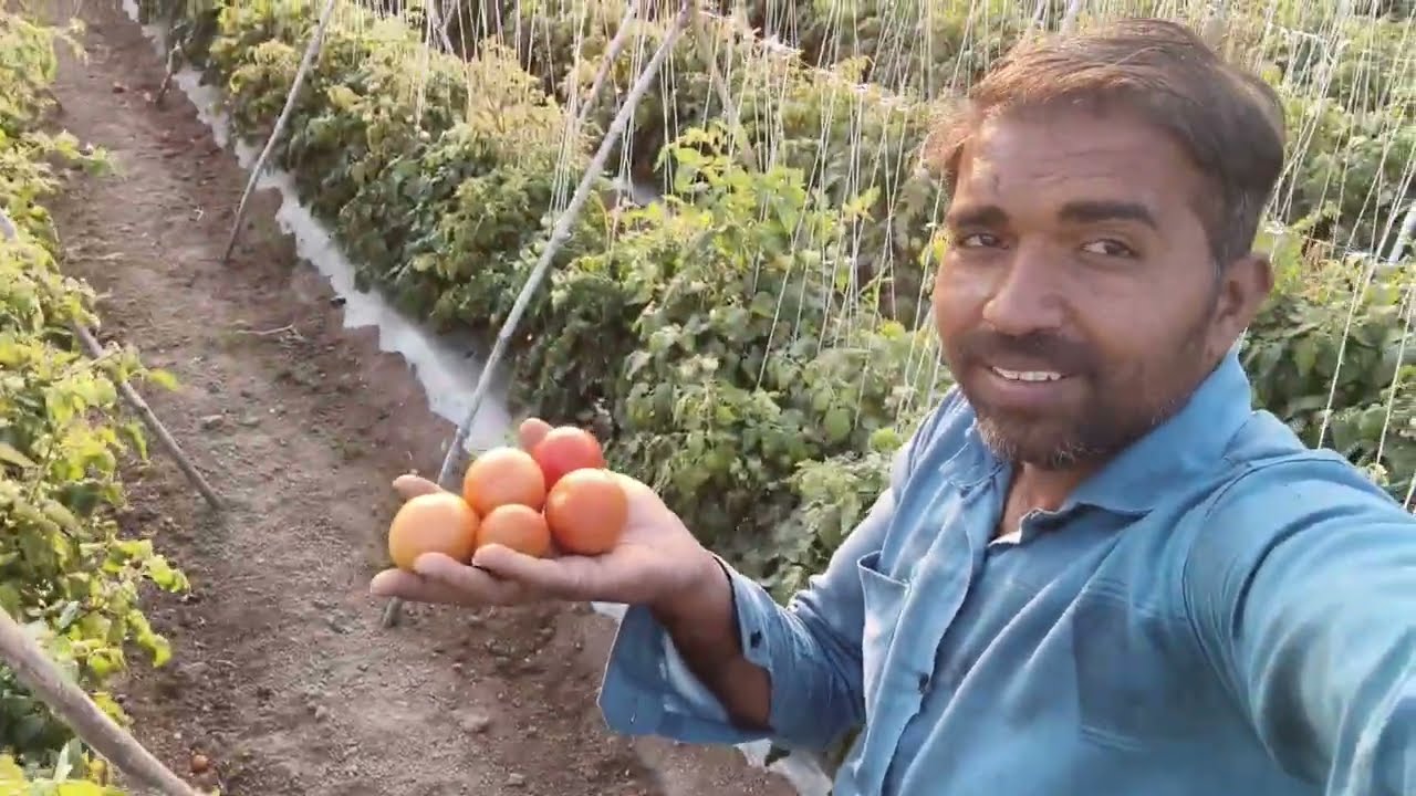 खेत मे बकरी चराने आया | टोमॅटो की खेती | Goat Grazing in Farm + Tomato Farming | Rural Life Vlog