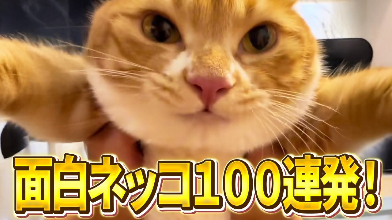 【どうしたの、飼い主くん？→可愛えぇぇぇぇぇええ！】ツッコミどころ満載な猫のおもしろ動画100連発！（しゃべる、子猫、かわいい）