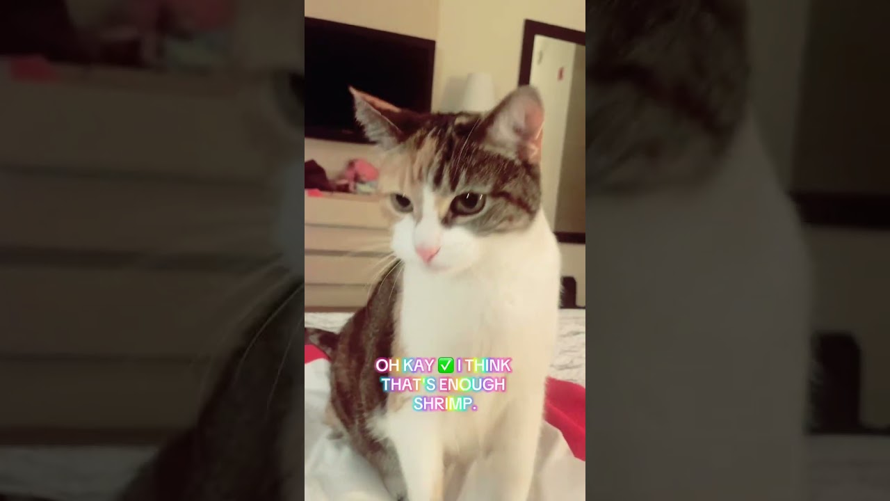 BB CAT GOT DAT BRAND 🆕 BAG OF 🦐 