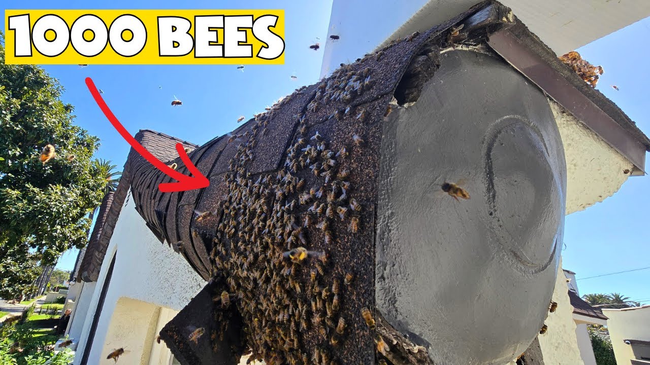 POV: Massive Honey Bee Colony Rescue!