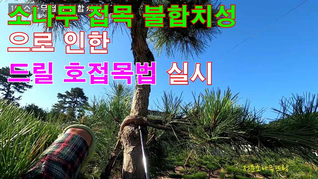 소나무 접목 불합치성으로 인한 드릴 호접목 실시 - 저의 실패는  여러분에겐 성공의 열쇠가 됩니다! #드릴호접목 #일반호접목 #접목 #대목과접수 #소나무접목 #정원관리