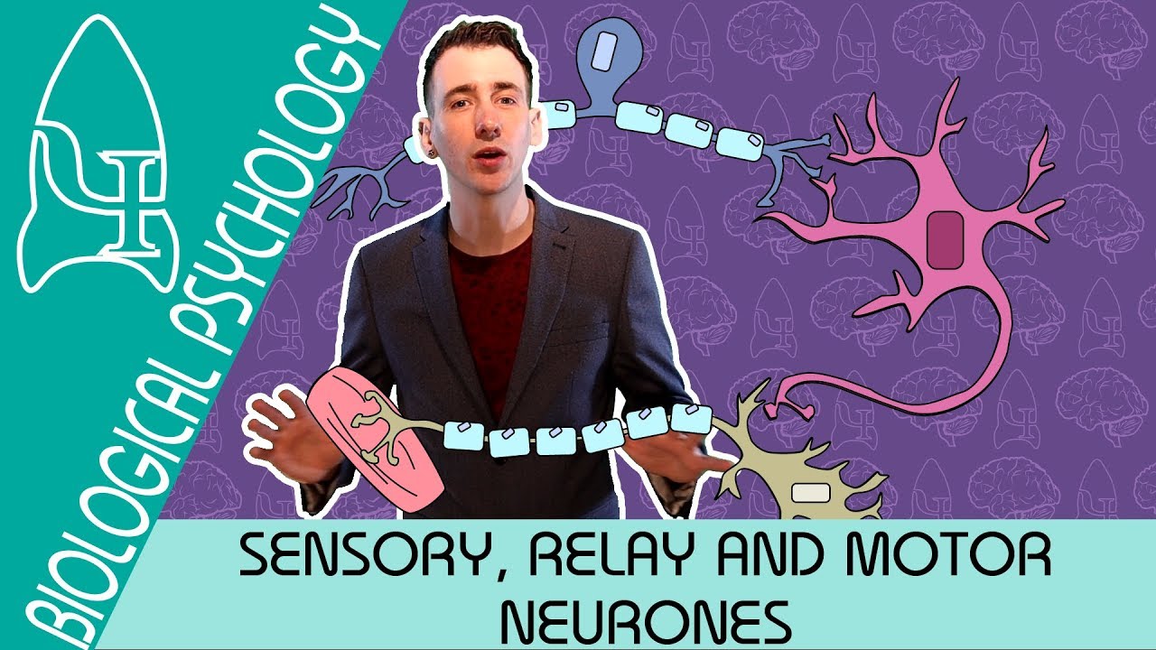 The Reflex Arc: Sensory, Relay and Motor Neurons - Biological Psychology [AQA ALevel]