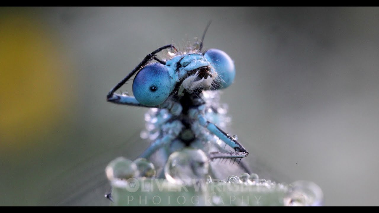 A Years Worth of Damselfly Uber Cuteness...