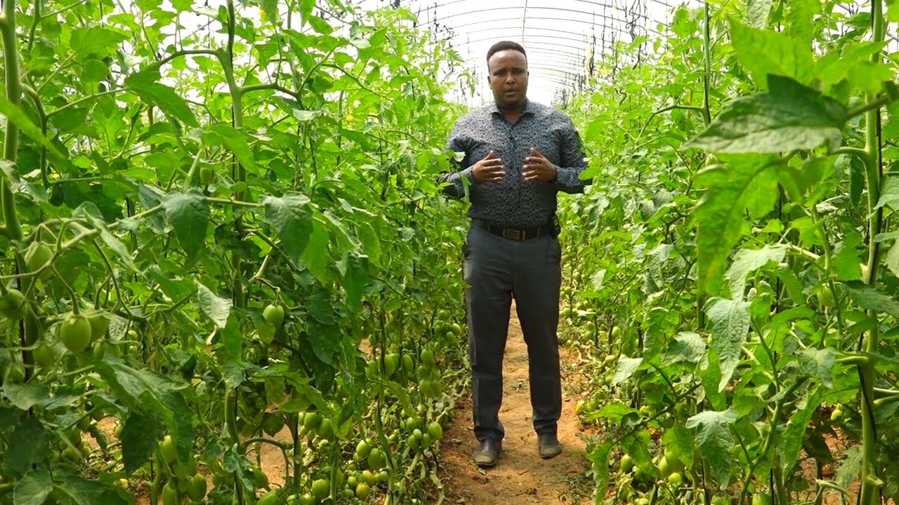 Barnaamijka Beeraha, by [ Cabdiqaadir C/laahi Nuur ]