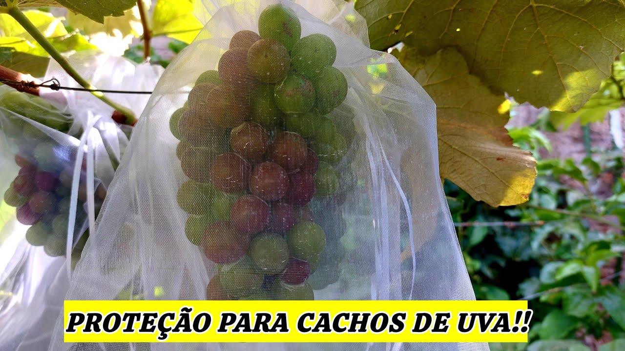NUNCA MAIS PERCA CACHOS DE UVA | PROTEÇÃO COMPLETA COM SACOS DE ORGANZA | NIÁGARA ROSADA!!