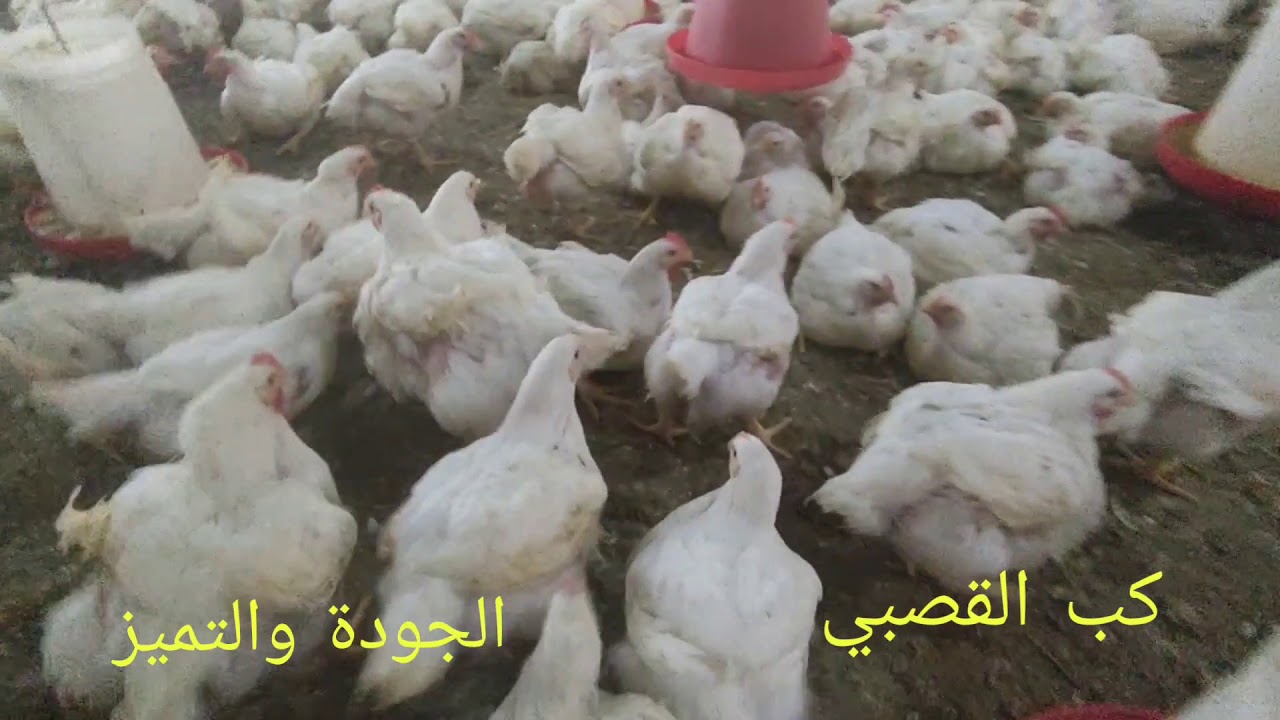 كتكوت القصبي