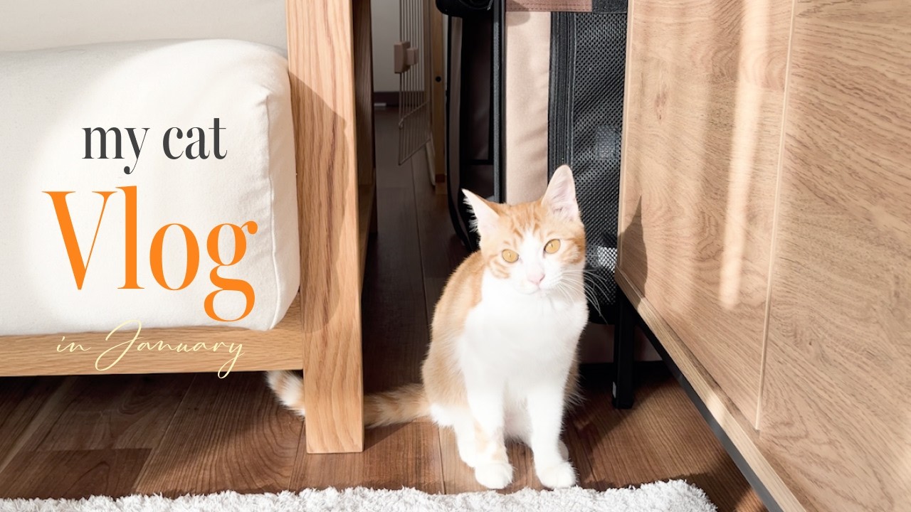 膝の上が大好きな保護猫のなんでもない日々