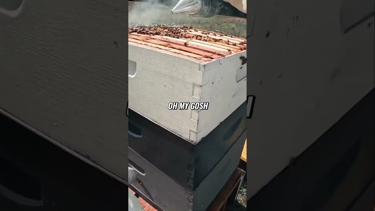 Smoking Honey Bees in Alaska