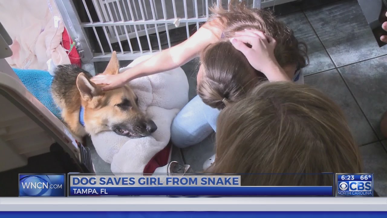Florida dog takes snake bite