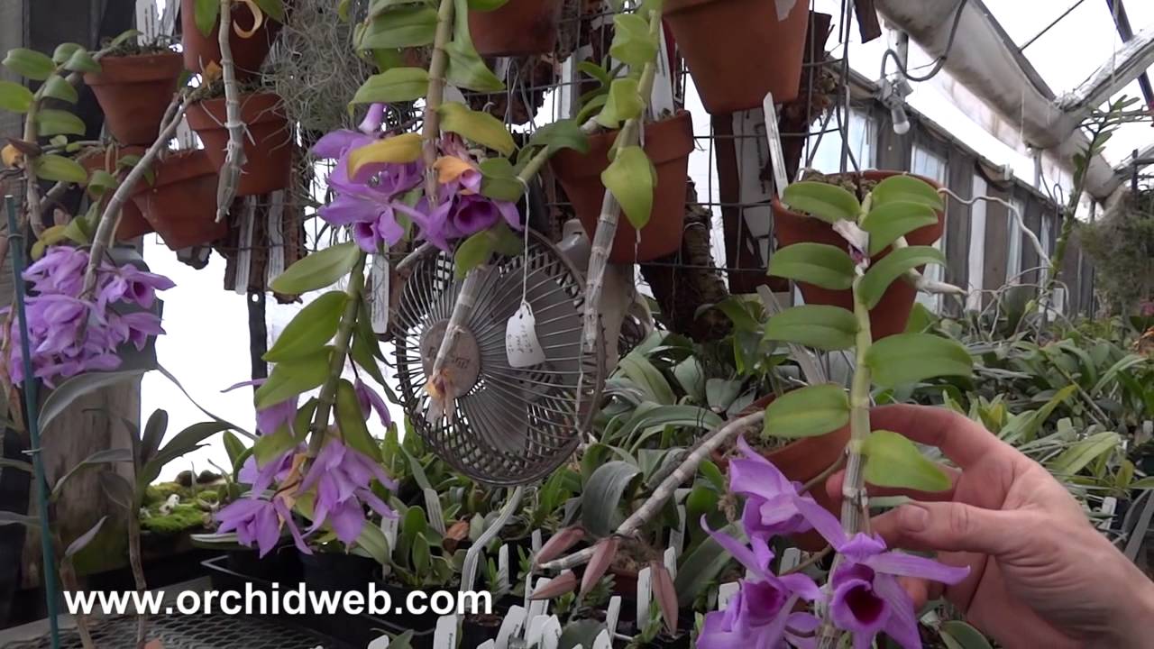 OrchidWeb - Dendrobium anosmum var. superbum