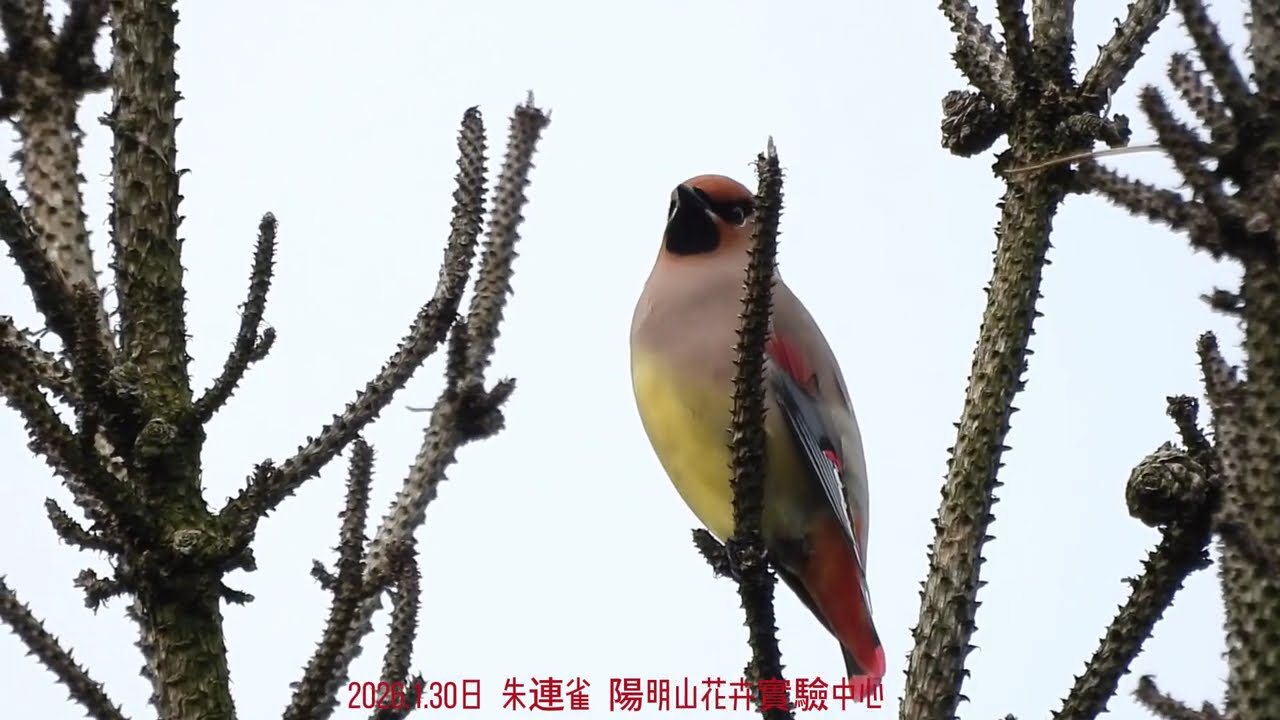 2026.1月30日 朱連雀