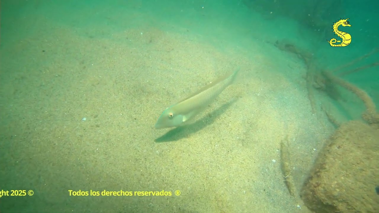 Bautizo  de mar de Mari 2025 en Badalona