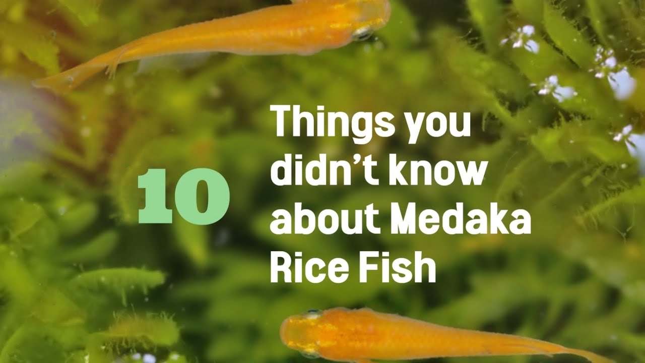 10 Things you DIDN'T KNOW about Medaka Rice Fish