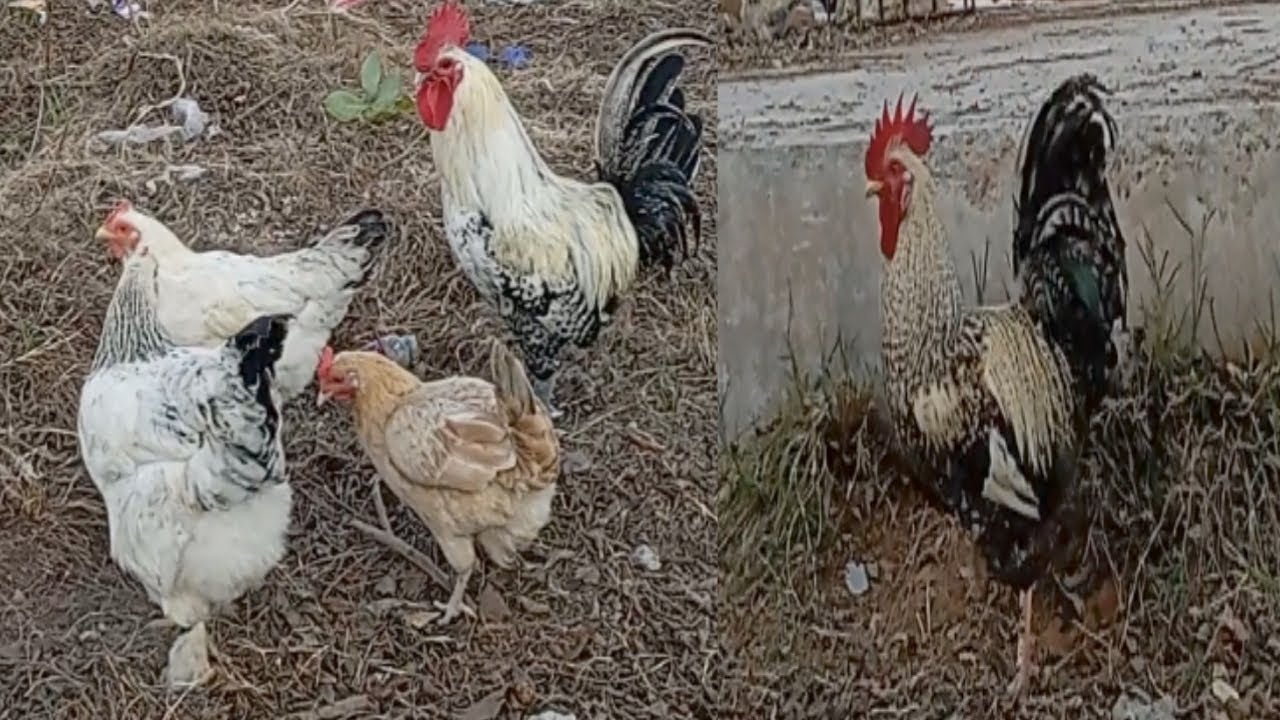 Look,  my native chickens are so happy to be outside,  getting some light and air.#chickens #vdieo