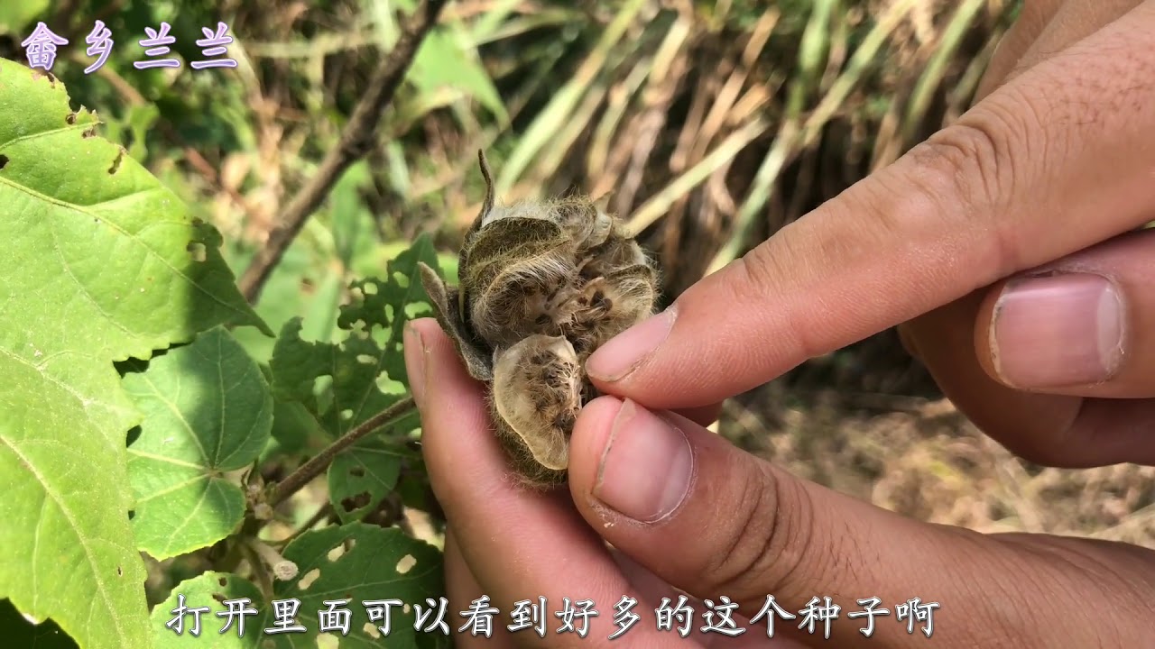 路边常见“木芙蓉”不简单,它有5种厉害的用途，好多人还不知道