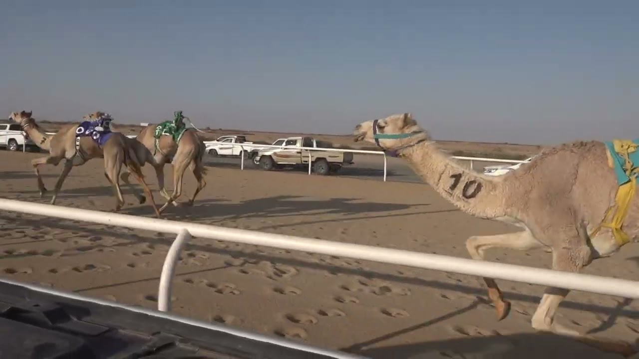 ش3 بكار جذاع 1447/08/19هـ - 2026/02/07م (غارة) خليف رشيد مريزيق الحربي