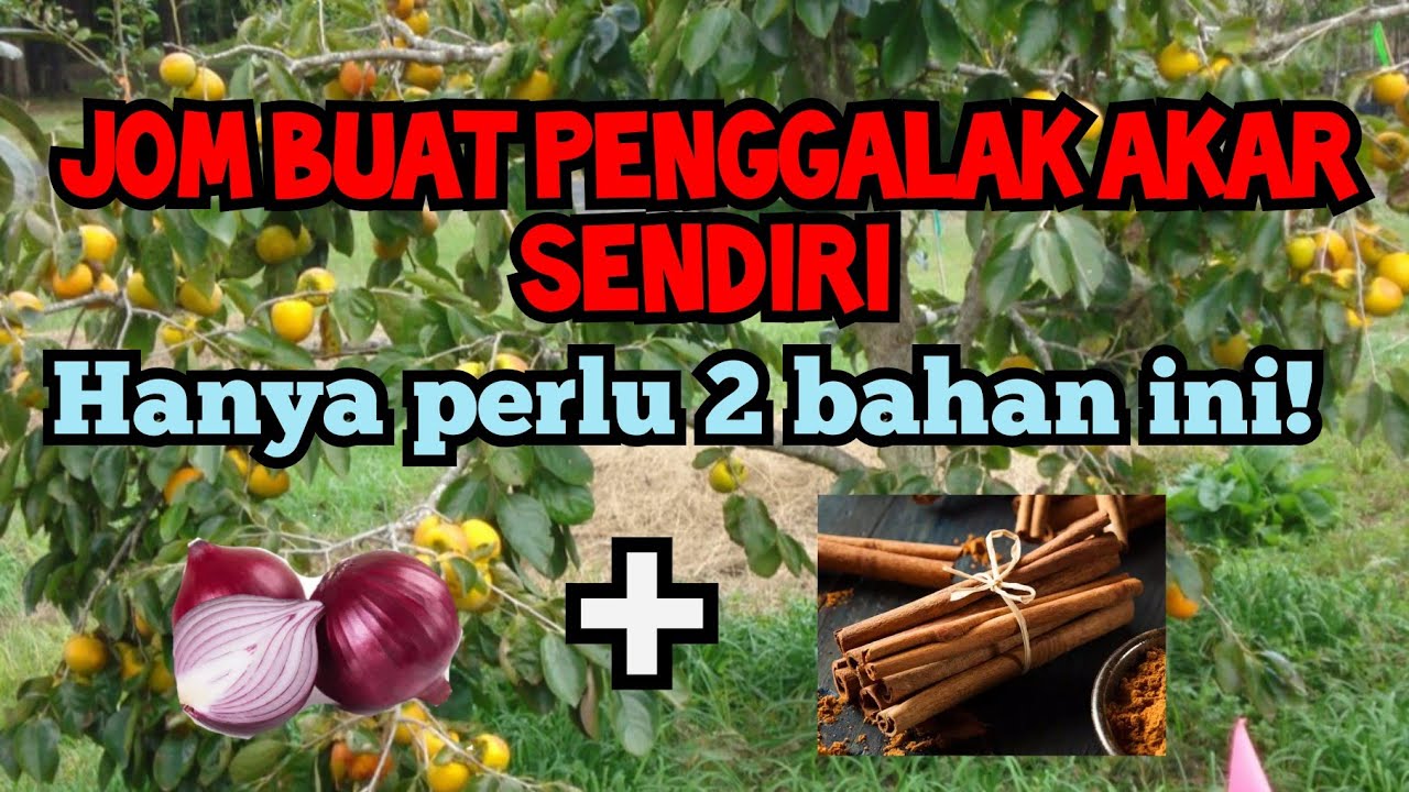 [ SANTAI ] Cara mudah buat Penggalak Akar sendiri dirumah